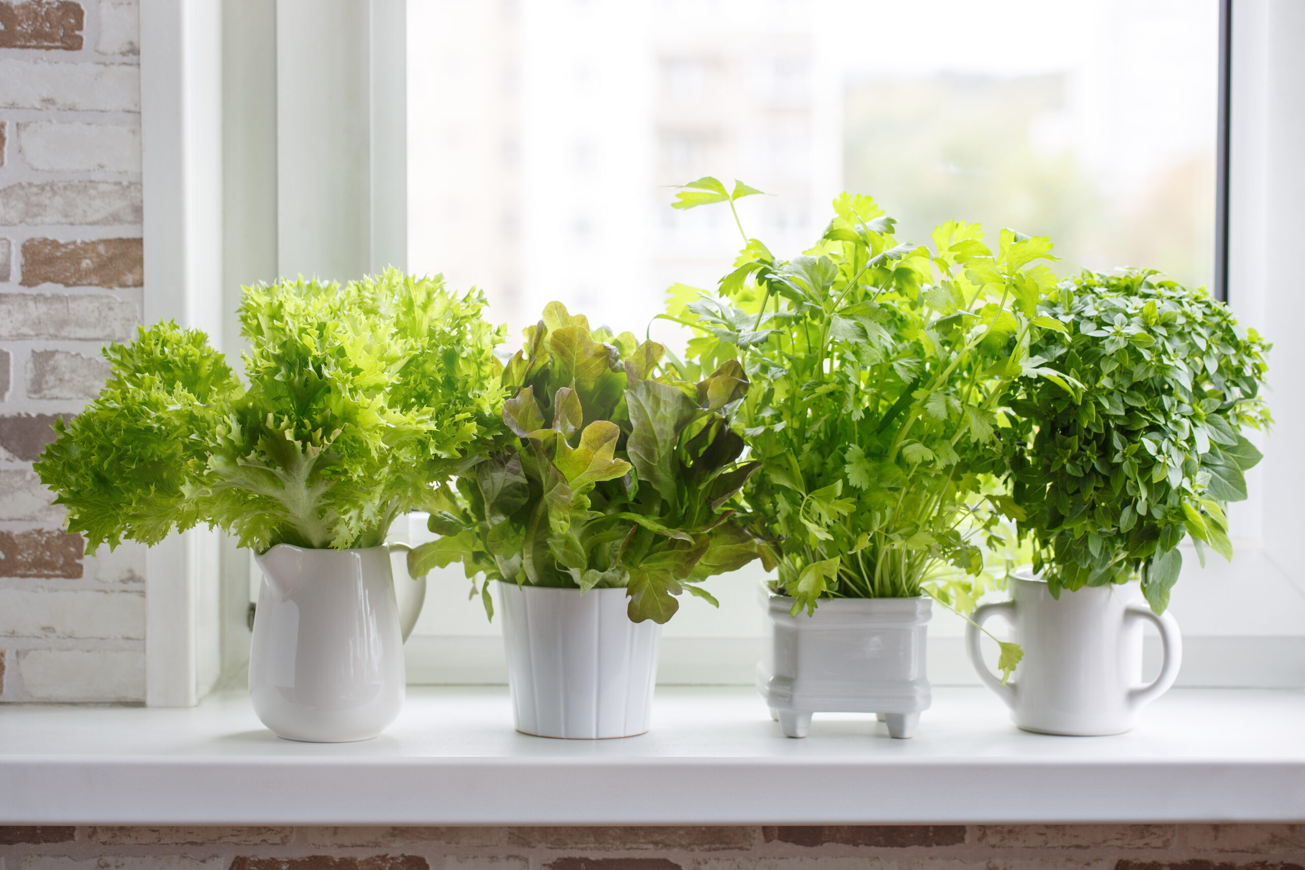 Garden-to-Plate: How to Grow Your Own Food Indoors or on a Patio