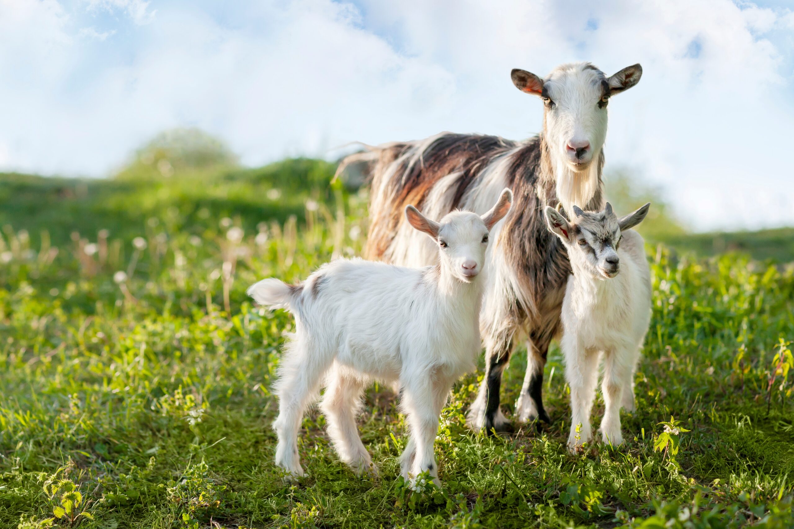 Discover the G.O.A.T. of Dairy: The Surprising Health Benefits of Goat Milk and Cheese